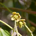 Fleurs femelles.