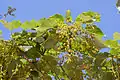 Panicule florale.