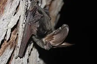 Description de l'image Idionycteris phyllotis 1420380.jpg.