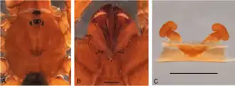 Description de l'image Idiops siolii (10.5852-ejt.2021.780.1581) Figure 34.png.