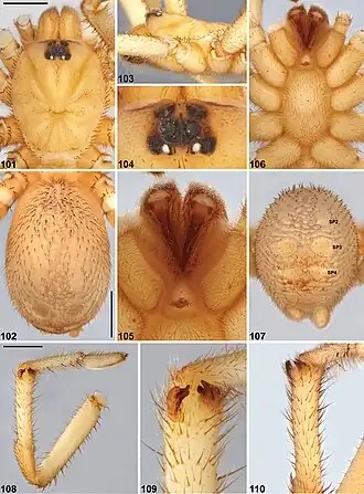 Description de l'image Idiosoma corrugatum (10.3897-zookeys.756.24397) Figures 101–110.jpg.