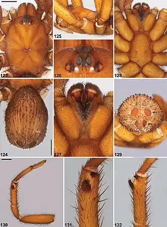 Description de l'image Idiosoma dandaragan (10.3897-zookeys.756.24397) Figures 123–132.jpg.