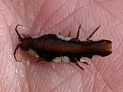 Idotea emarginata