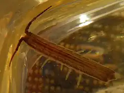 Idotea ochotensis