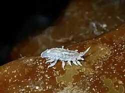 Idotea pelagica