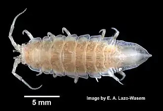 Idotea phosphorea