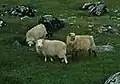 Photographie en couleurs d'un troupeau de moutons.