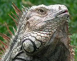 Iguana iguana du Costa Rica.
