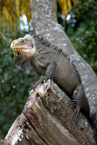 Description de l'image Iguana delicatissima in Coulibistrie e04.jpg.