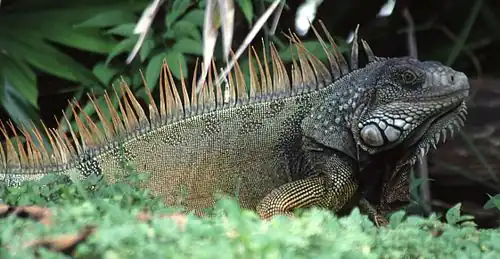 Iguana iguana mâle, île de Barro Colorado au Panama