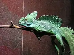 Basilic vert.
