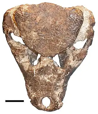 Description de l'image Iharkutosuchus.jpg.