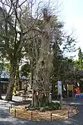 白龍の白榊