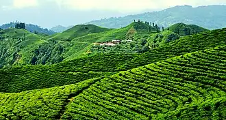 Ilam (Népal)