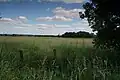Une prairie.