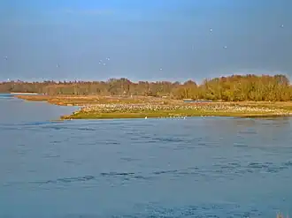 L’île aux Oiseaux depuis la rive gauche de la Loire, Sandillon, avril 2013.