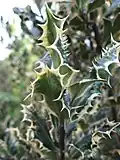 Ilex aquifolium 'Ferox'.