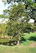 Ilex mitis