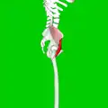 Vue latérale droite du muscle iliaque