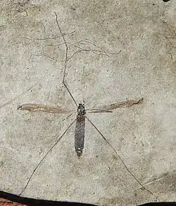 zoom de l'holotype