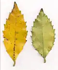 Illawarra socketwood, vieilles feuilles