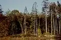 Le bois Chapelle à proximité de l'étang des Landes.
