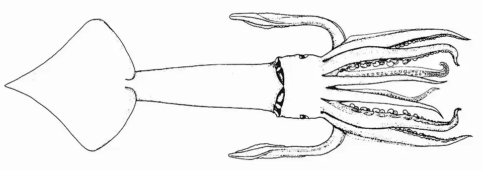 Illex oxygonius