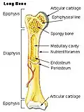Os long