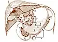 Ganglions lymphatiques de la cavité abdominale