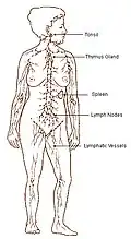 Le système lymphatique.