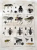 Tableau XXI de sa Illustratio iconographica insectorum quae in Musoeis parisinis observavit et in lucem edidit Joh. Christ. Fabricius, praemissis ejusdem descriptionibus; Accedunt species plurimae, vel minus aut nondum cognitae.