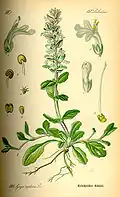 Otto Wilhelm Thomé, Flora von Deutschland, (1885)
