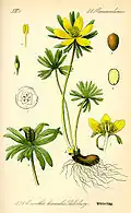 Planche botanique de 1885.
