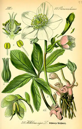Description de l'image Illustration Helleborus niger0.jpg.