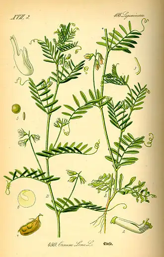 Lentille.