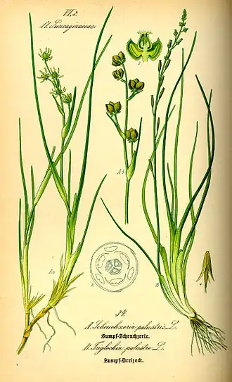 Description de l'image Illustration Triglochin palustre0.jpg.