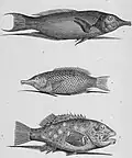 1-Gomphose bleu (en) 2-Gomphose varié 3-Labre marbré.
