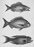 1-Variété du labre unimaculé 2-Labre moucheté 3-Variété du spare brunâtre.