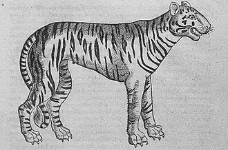 Représentation d'un tigre au XVIe&nbsp;siècle.