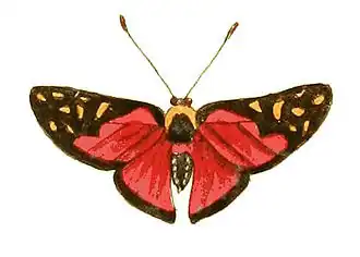 Description de l'image Illustrations of Exotic Entomology Erycina Menetas.jpg.