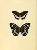 Lexias satrapes.