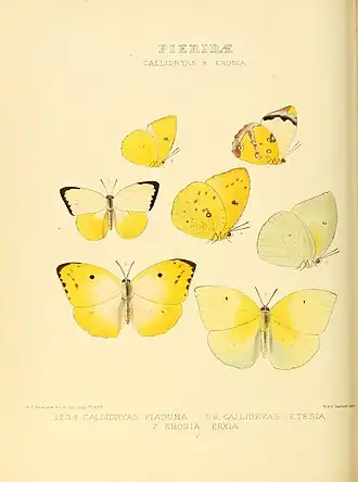 Description de l'image Illustrations of new species of exotic butterflies Callidryas & Eronia.jpg.