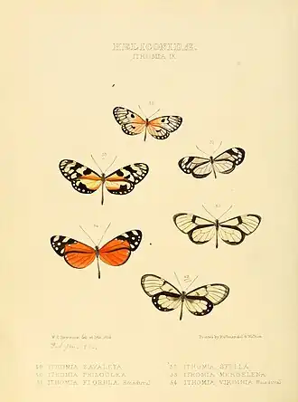 Description de l'image Illustrations of new species of exotic butterflies Ithomia IX.jpg.