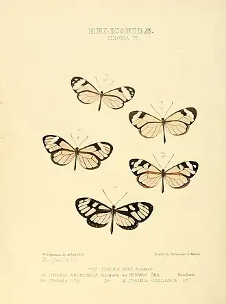 Description de l'image Illustrations of new species of exotic butterflies Ithomia VII.jpg.