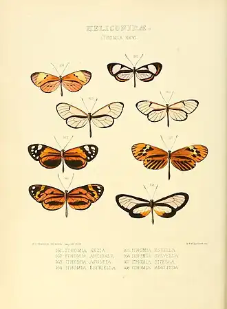 Description de l'image Illustrations of new species of exotic butterflies Ithomia XXVI.jpg.