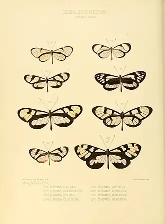 Description de l'image Illustrations of new species of exotic butterflies Ithomia XXXV.jpg.