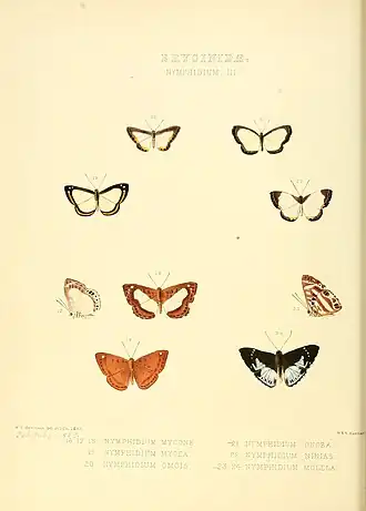 Description de l'image Illustrations of new species of exotic butterflies Nymphidium III.jpg.
