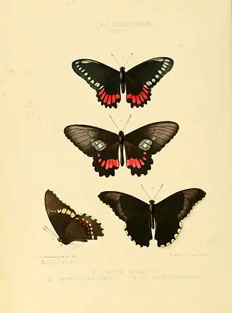Description de l'image Illustrations of new species of exotic butterflies Papilio V.jpg.