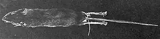 Description de l'image Image from page 5 of Bulletin of the Natural History Museum Zoology (1997) Microgale drouhardi.jpg.