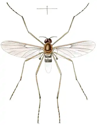 Blepharicera fasciata, un Blephariceridae.
